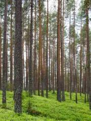 lt;Honor calls for N