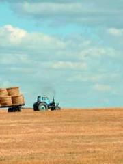 My Sweet Wife: The C